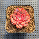 Echeveria 'Chrome Heart' 2" Succulent Plant Cutting