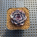 Echeveria 'Dahlia' 1"-2" New Hybrid Succulent Plant Cutting