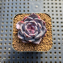 Echeveria 'Dahlia' 1"-2" New Hybrid Succulent Plant Cutting