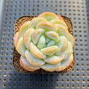 Echeveria 'Icy Green' 2" Succulent Plant Cutting