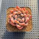 Echeveria 'Cielo' 2" Succulent Plant Cutting