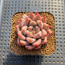 Echeveria 'Cielo' 2" Succulent Plant Cutting