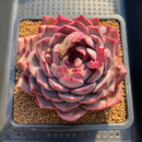 Echeveria 'Dior' 4" Succulent Plant Cutting