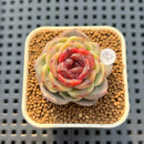 Echeveria 'Mendi' 2" (Discontinued Brotherly Farm Hybrid) Succulent Plant Cutting