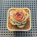 Echeveria 'Mendi' 2" (Discontinued Brotherly Farm Hybrid) Succulent Plant Cutting