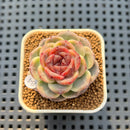Echeveria 'Mendi' 2" (Discontinued Brotherly Farm Hybrid) Succulent Plant Cutting