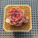 Echeveria Hybrid sp. 2"-3" Hand-Selected Clone (Brotherly Farm Hybrid) Succulent Plant Cutting