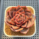 Echeveria Hybrid sp. 2"-3" Hand-Selected Clone (Brotherly Farm Hybrid) Succulent Plant Cutting