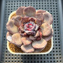Echeveria Hybrid sp. 2"-3" Hand-Selected Clone (Brotherly Farm Hybrid) Succulent Plant Cutting