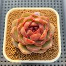 Echeveria Hybrid sp. 2"-3" Hand-Selected Clone (Brotherly Farm Hybrid) Succulent Plant Cutting