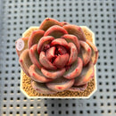 Echeveria Hybrid sp. 2"-3" Hand-Selected Clone (Brotherly Farm Hybrid) Succulent Plant Cutting