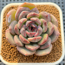 Echeveria Hybrid sp. 2"-3" Hand-Selected Clone (Brotherly Farm Hybrid) Succulent Plant Cutting