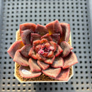 Echeveria Hybrid sp. 2"-3" Hand-Selected Clone (Brotherly Farm Hybrid) Succulent Plant Cutting