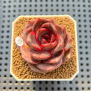 Echeveria Hybrid sp. 2"-3" Hand-Selected Clone (Brotherly Farm Hybrid) Succulent Plant Cutting