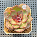 Echeveria Hybrid sp. 2"-3" Hand-Selected Clone (Brotherly Farm Hybrid) Succulent Plant Cutting
