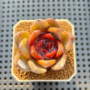 Echeveria Hybrid sp. 2"-3" Hand-Selected Clone (Brotherly Farm Hybrid) Succulent Plant Cutting
