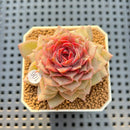 Echeveria Hybrid sp. 2"-3" Hand-Selected Clone (Brotherly Farm Hybrid) Succulent Plant Cutting
