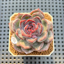 Echeveria Hybrid sp. 2"-3" Hand-Selected Clone (Brotherly Farm Hybrid) Succulent Plant Cutting