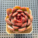 Echeveria Hybrid sp. 2"-3" Hand-Selected Clone (Brotherly Farm Hybrid) Succulent Plant Cutting