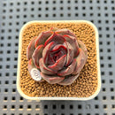 Echeveria Hybrid sp. 2"-3" Hand-Selected Clone (Brotherly Farm Hybrid) Succulent Plant Cutting