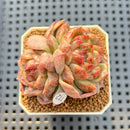 Echeveria Hybrid sp. 2"-3" Hand-Selected Clone (Brotherly Farm Hybrid) Succulent Plant Cutting