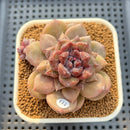 Echeveria Hybrid sp. 2"-3" Hand-Selected Clone (Brotherly Farm Hybrid) Succulent Plant Cutting