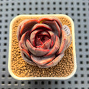 Echeveria Hybrid sp. 2"-3" Hand-Selected Clone (Brotherly Farm Hybrid) Succulent Plant Cutting