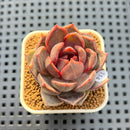 Echeveria Hybrid sp. 2"-3" Hand-Selected Clone (Brotherly Farm Hybrid) Succulent Plant Cutting