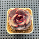 Echeveria Hybrid sp. 2"-3" Hand-Selected Clone (Brotherly Farm Hybrid) Succulent Plant Cutting