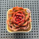 Echeveria Hybrid sp. 2"-3" Hand-Selected Clone (Brotherly Farm Hybrid) Succulent Plant Cutting