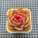 Echeveria Hybrid sp. 2"-3" Hand-Selected Clone (Brotherly Farm Hybrid) Succulent Plant Cutting