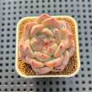 Echeveria Hybrid sp. 2"-3" Hand-Selected Clone (Brotherly Farm Hybrid) Succulent Plant Cutting