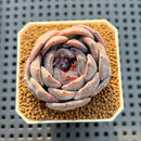 Echeveria Hybrid sp. 2"-3" Hand-Selected Clone (Brotherly Farm Hybrid) Succulent Plant Cutting