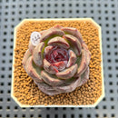 Echeveria Hybrid sp. 2"-3" Hand-Selected Clone (Brotherly Farm Hybrid) Succulent Plant Cutting