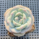 Echeveria 'Purple Look' 2" Succulent Plant