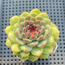 Echeveria 'Sarahime' x 'Hyalina' Hybrid 2"-3" Flower Village Hybrid Succulent Plant