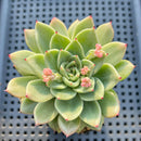 Echeveria 'Rajoya' 3" Succulent Plant