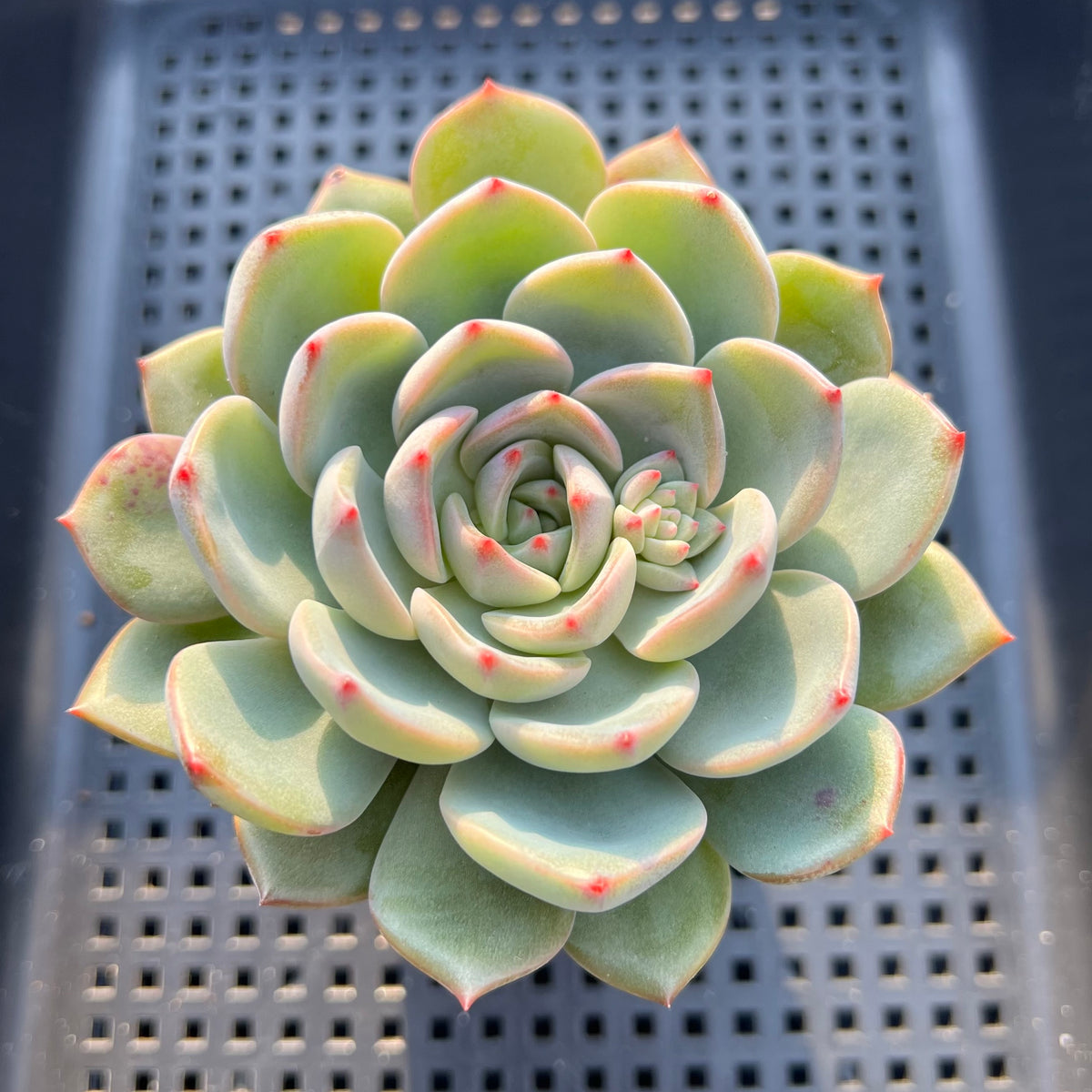 Echeveria 'Monet' 3" Succulent Plant