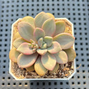 Graptopetalum 'Polari Heart' 2” Succulent Plant