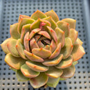 Echeveria sp. (Strange Specimen) 2"-3" Succulent Plant