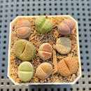 Collection of Lithops 2" Succulent Plant