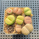 Collection of Lithops 2" Succulent Plant