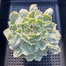 Echeveria 'Shaviana' Carunculated 3"-4" Succulent Plant
