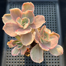Echeveria 'Ice Age Frill' Variegated Cluster (프릴아이스에이지) 4"-5" Succulent Plant