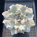 Echeveria Lilacina 'Crispate Beauty' 3"-4" Succulent Plant