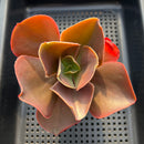 Echeveria Frill sp. 4"-5" Large Succulent Plant