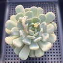 Echeveria 'Viyant' 3" Succulent Plant