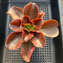 Echeveria 'Pappy's Rose' 4" (Dick Wright Hybrid) Succulent Plant