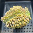 Echeveria 'Ariel' Crested 3"-4" Succulent Plant