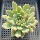 Echeveria 'King Midas' 3"-4" Succulent Plant